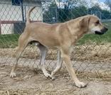 Sam, Adoptable, Adult Male Coonhound.