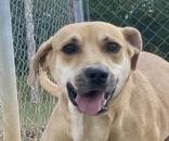 Sam, Adoptable, Adult Male Coonhound.