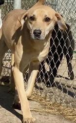 Sam, a Adoptable mixed breed in Glasgow, KY image 3/4