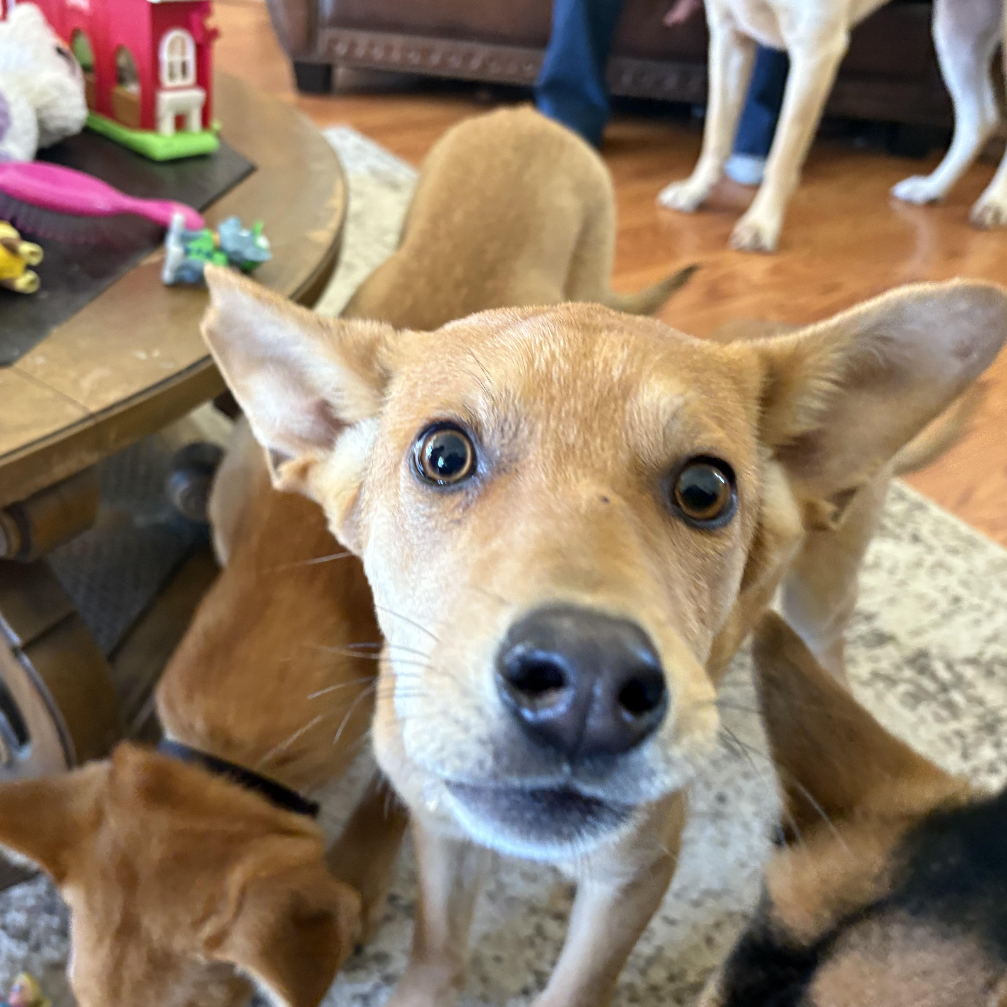 Ariel, adopted, Young Female Corgi & German Shepherd Dog.