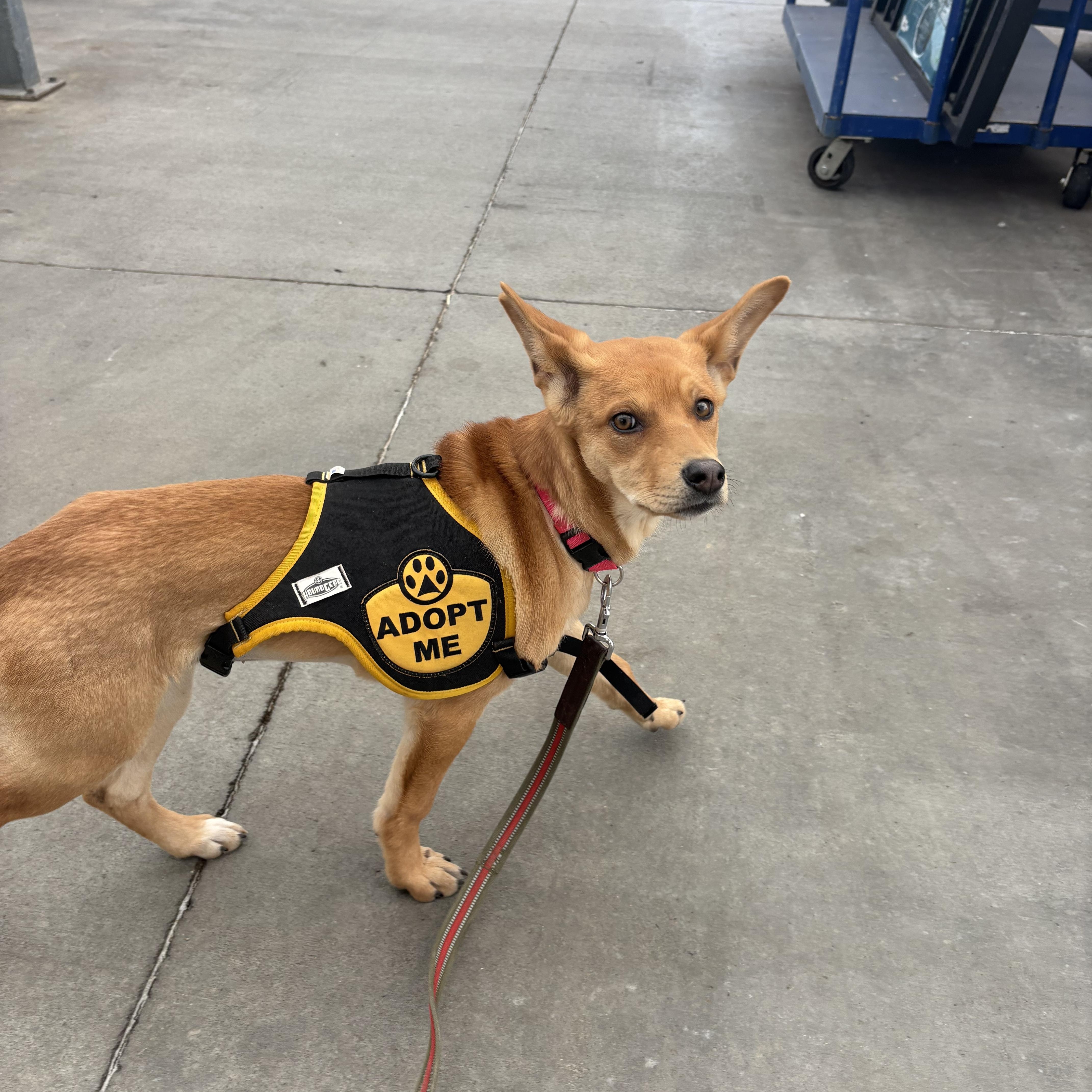 Enlarge Ariel, an adopted mixed breed in Colcord, OK image 6/6