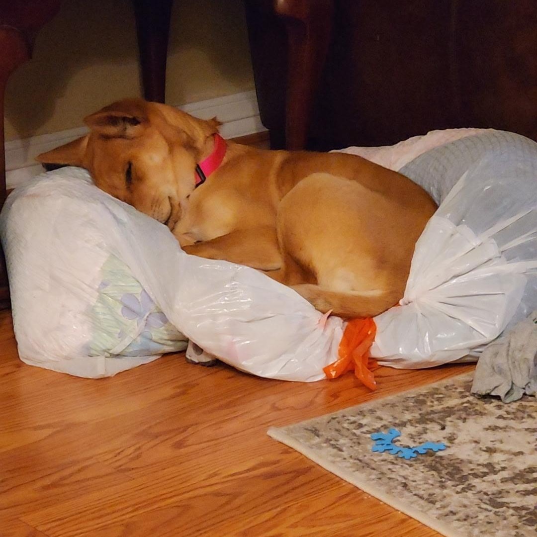 Enlarge Ariel, an adopted mixed breed in Colcord, OK image 3/6