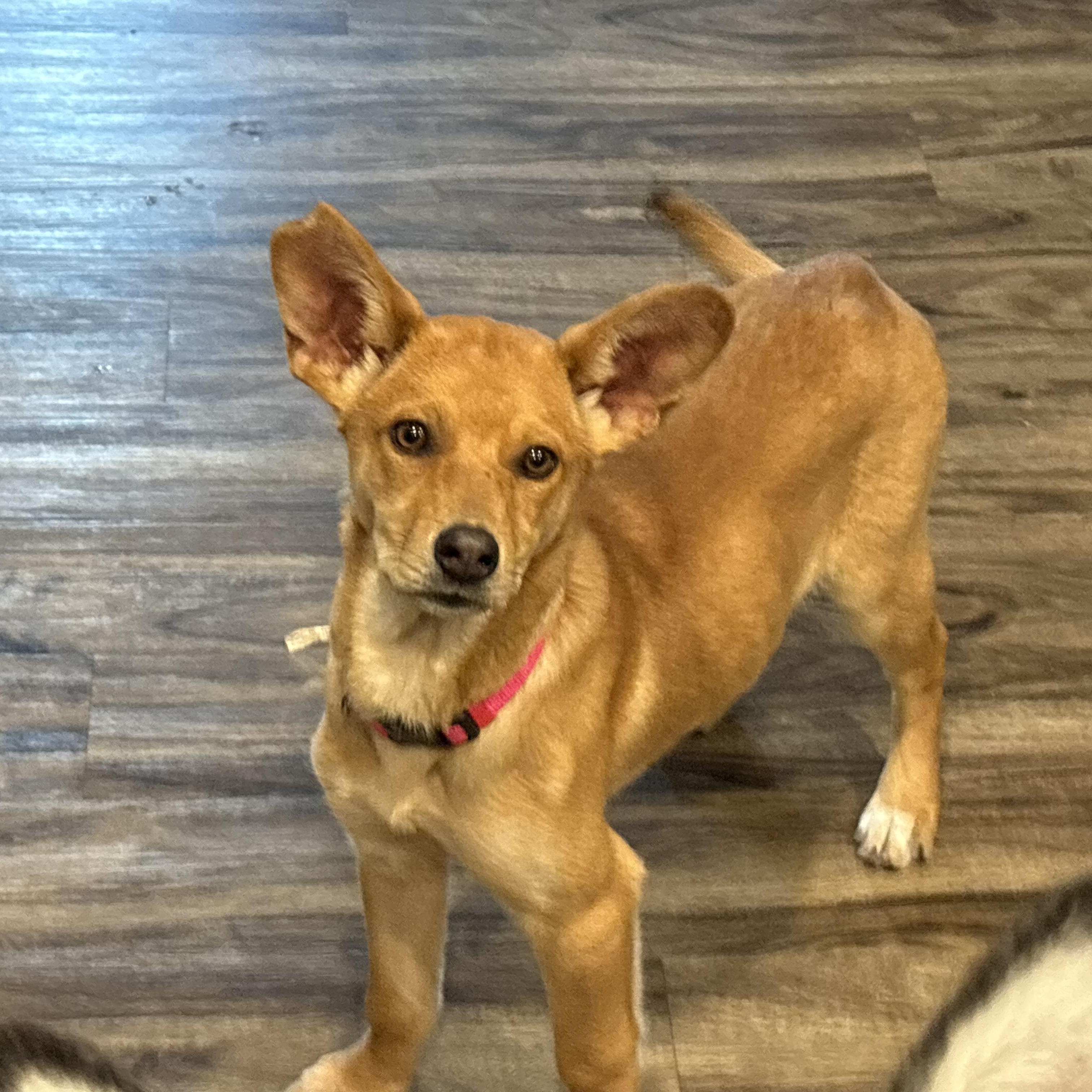 Enlarge Ariel, an adopted mixed breed in Colcord, OK image 2/6