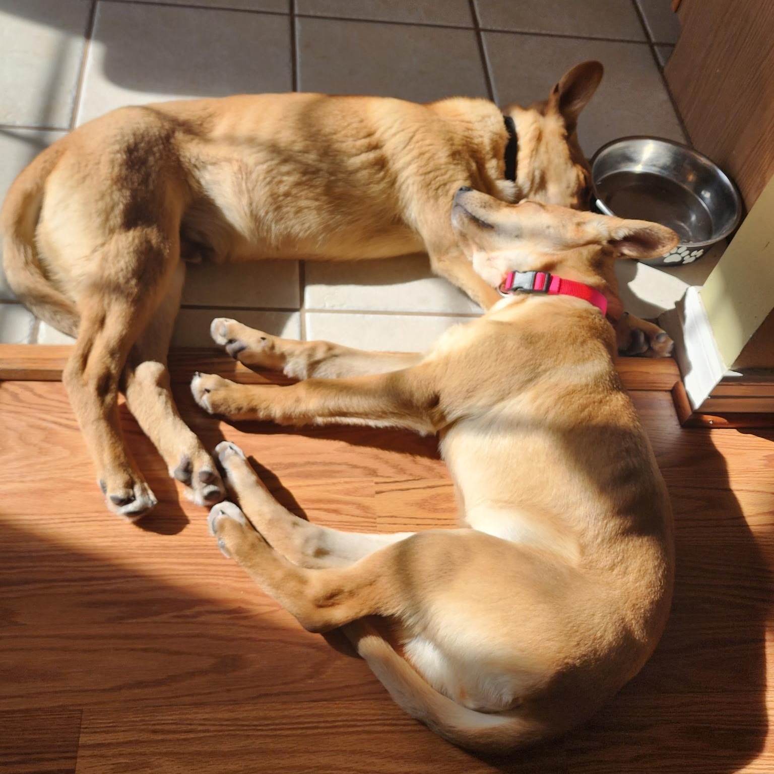 Enlarge Ariel, an adopted mixed breed in Colcord, OK image 4/6