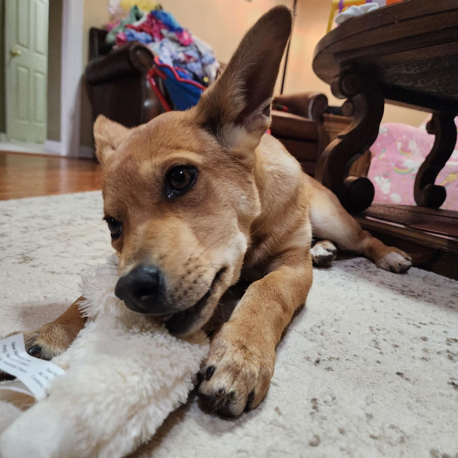 Enlarge Ariel, an adopted mixed breed in Colcord, OK image 5/6