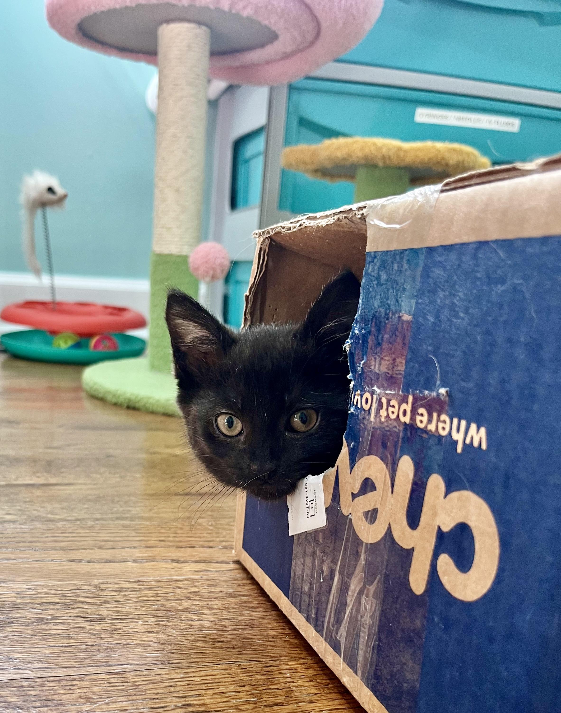 Enlarge Jessie, a ADOPTABLE Domestic Short Hair in Mount Juliet, TN image 2/6