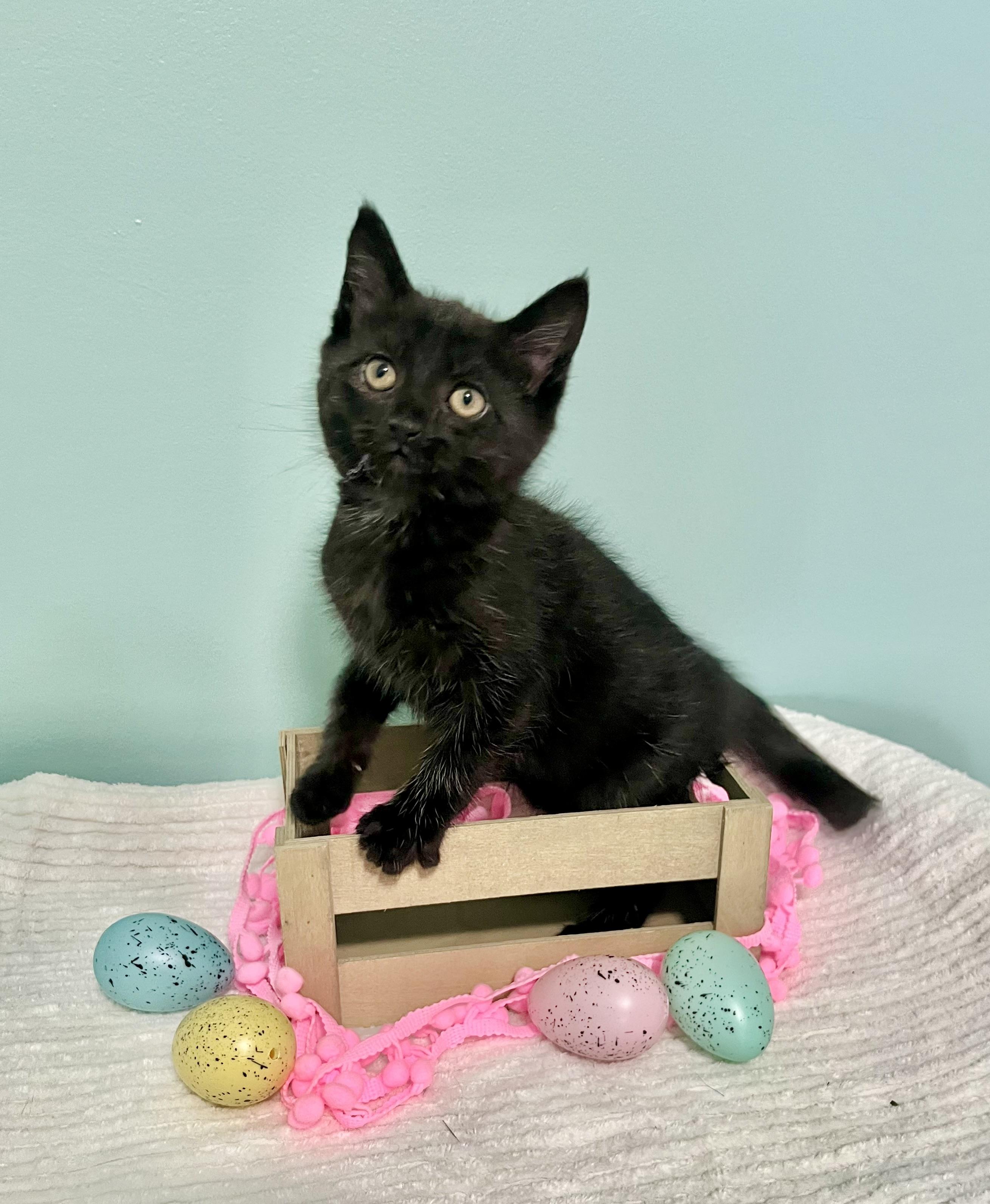 Enlarge Jessie, a ADOPTABLE Domestic Short Hair in Mount Juliet, TN image 5/6