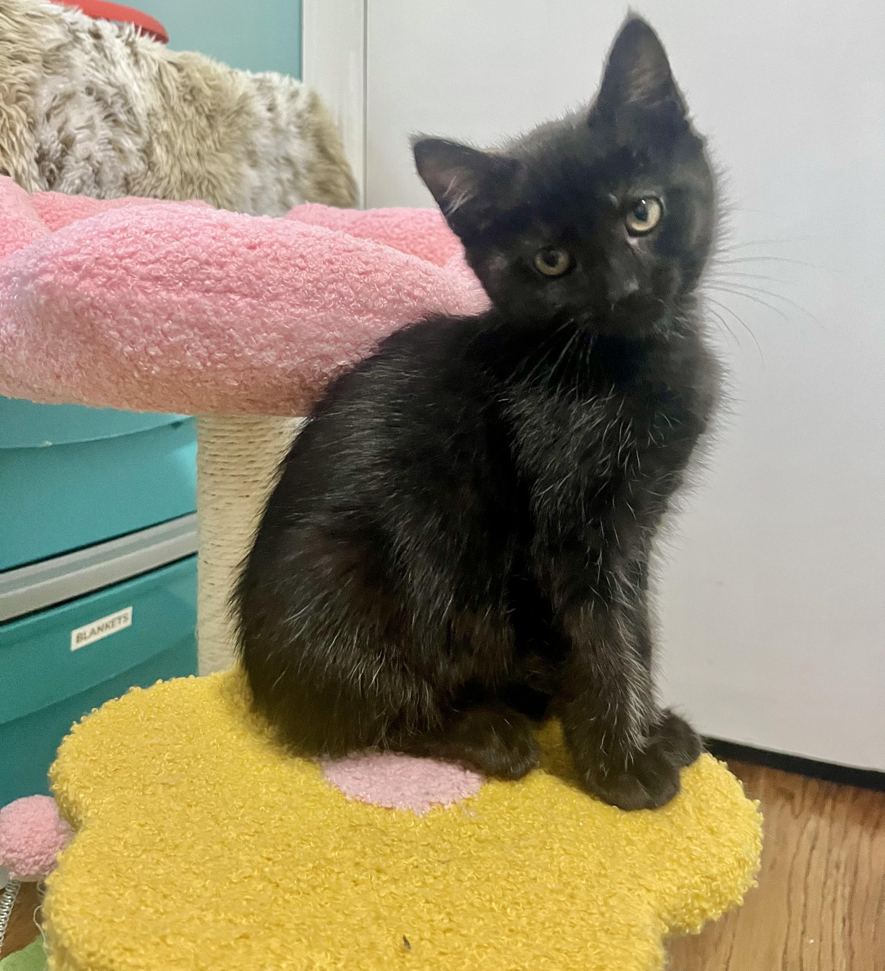 Enlarge Jessie, a ADOPTABLE Domestic Short Hair in Mount Juliet, TN image 3/6