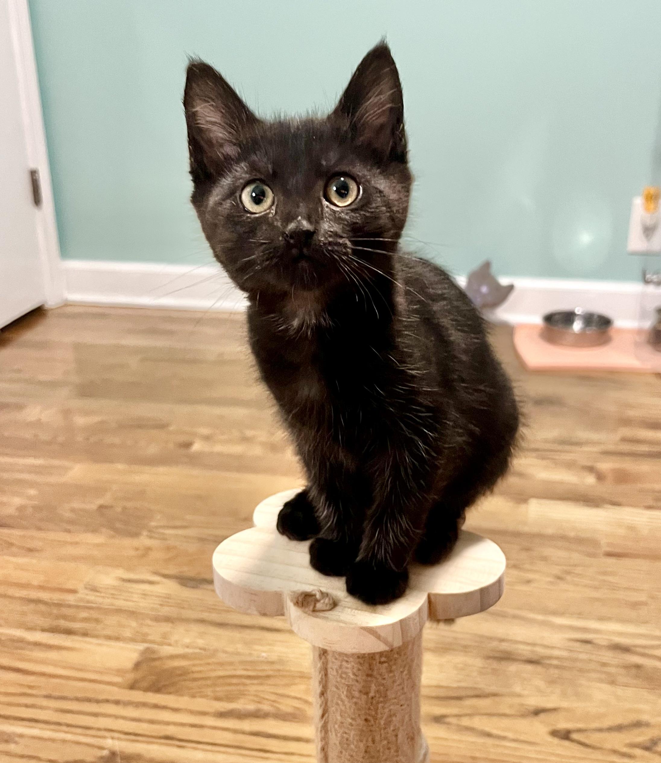 Enlarge Jessie, a ADOPTABLE Domestic Short Hair in Mount Juliet, TN image 1/6