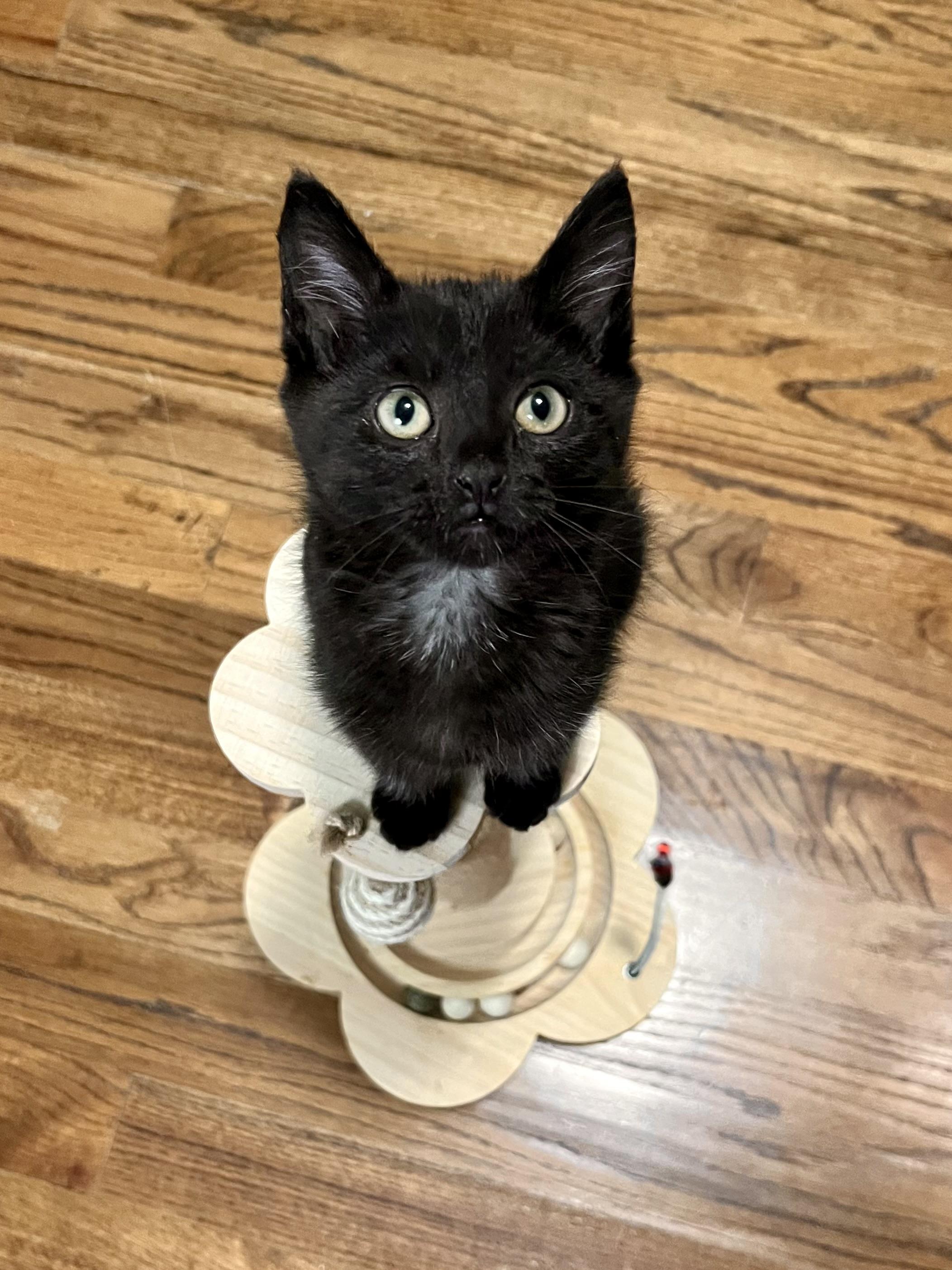 Enlarge Jessie, a ADOPTABLE Domestic Short Hair in Mount Juliet, TN image 6/6