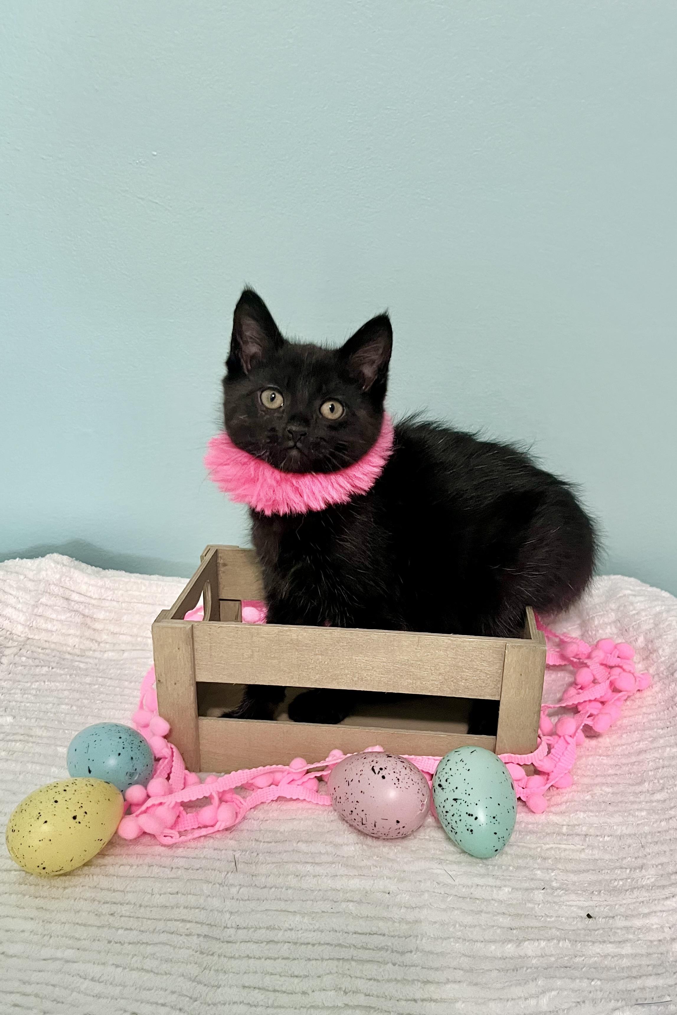 Enlarge Jessie, a ADOPTABLE Domestic Short Hair in Mount Juliet, TN image 4/6