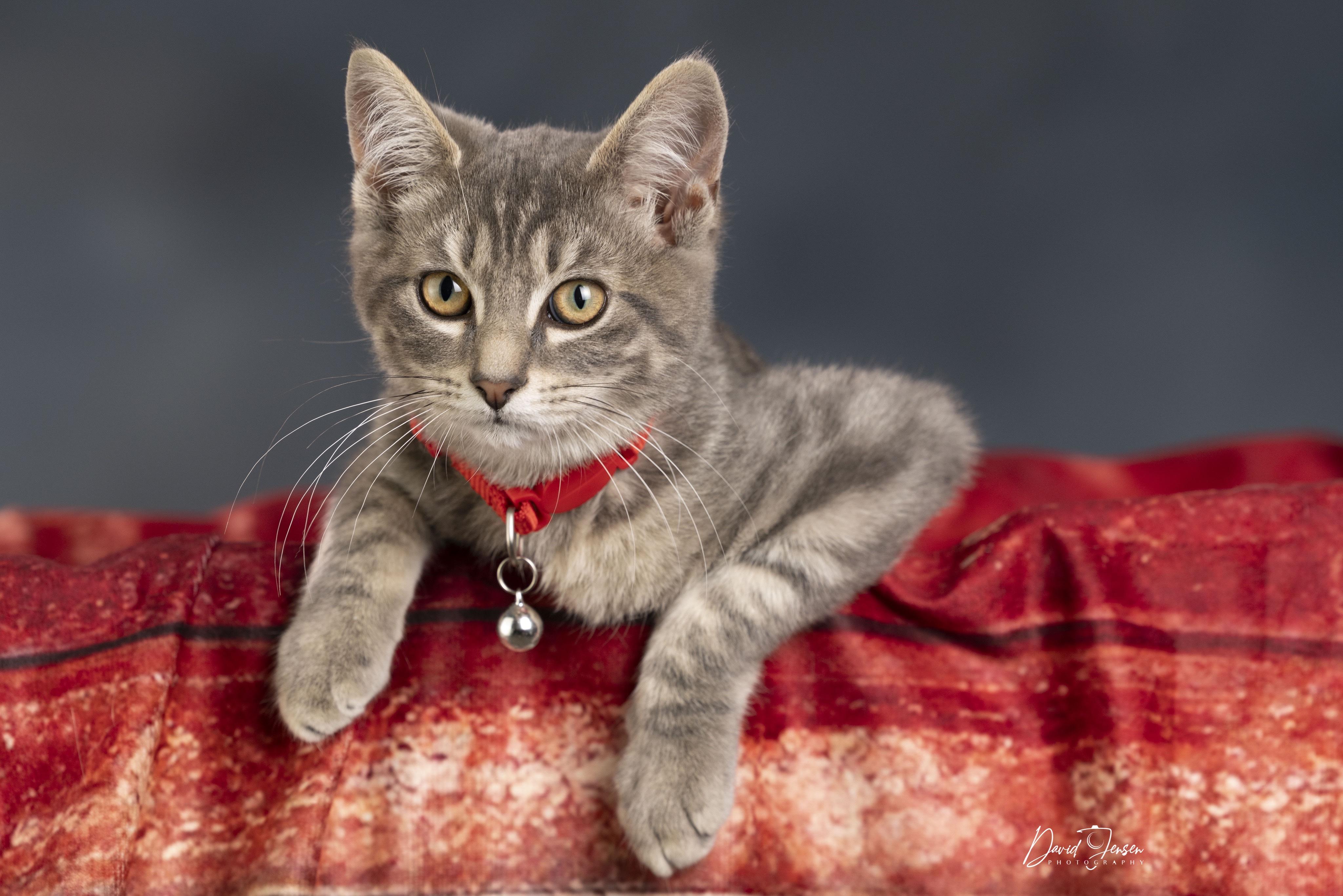Ruby, Adoptable, Kitten Female Tabby.