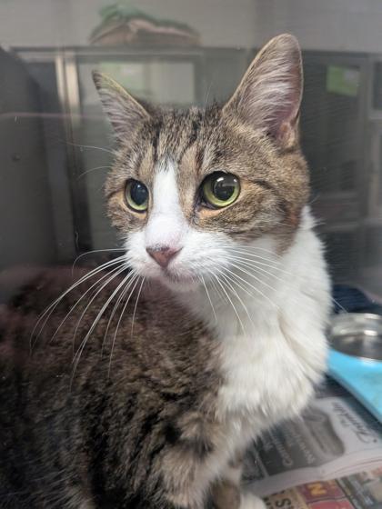 Enlarge Thelma, a Adoptable mixed breed in Louisburg, NC image 1/1