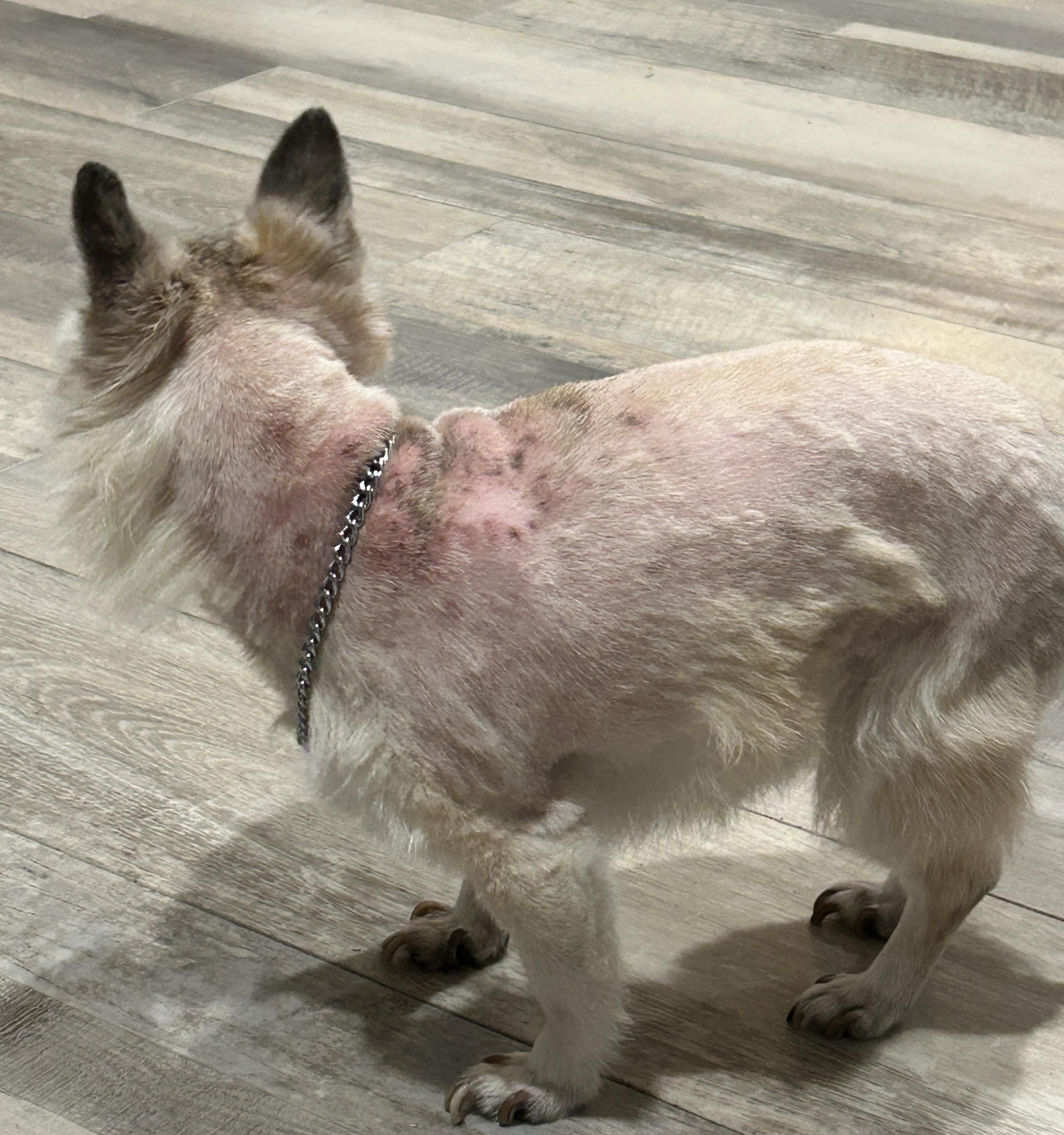 Enlarge Coral, a ADOPTABLE Chihuahua in Sarasota, FL image 4/5