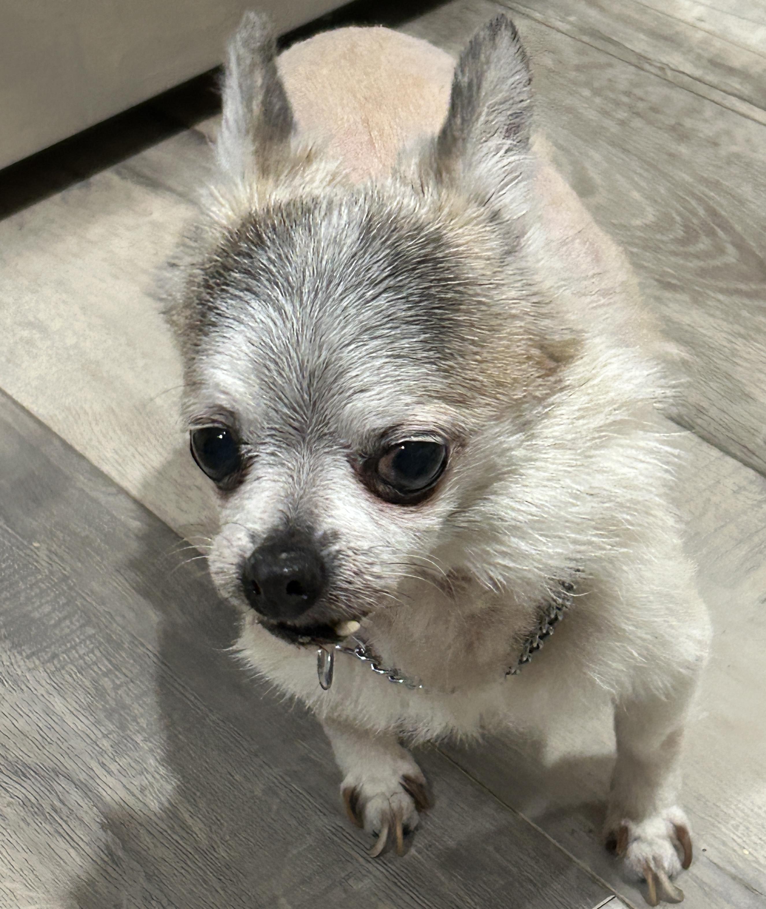 Enlarge Coral, a ADOPTABLE Chihuahua in Sarasota, FL image 3/5