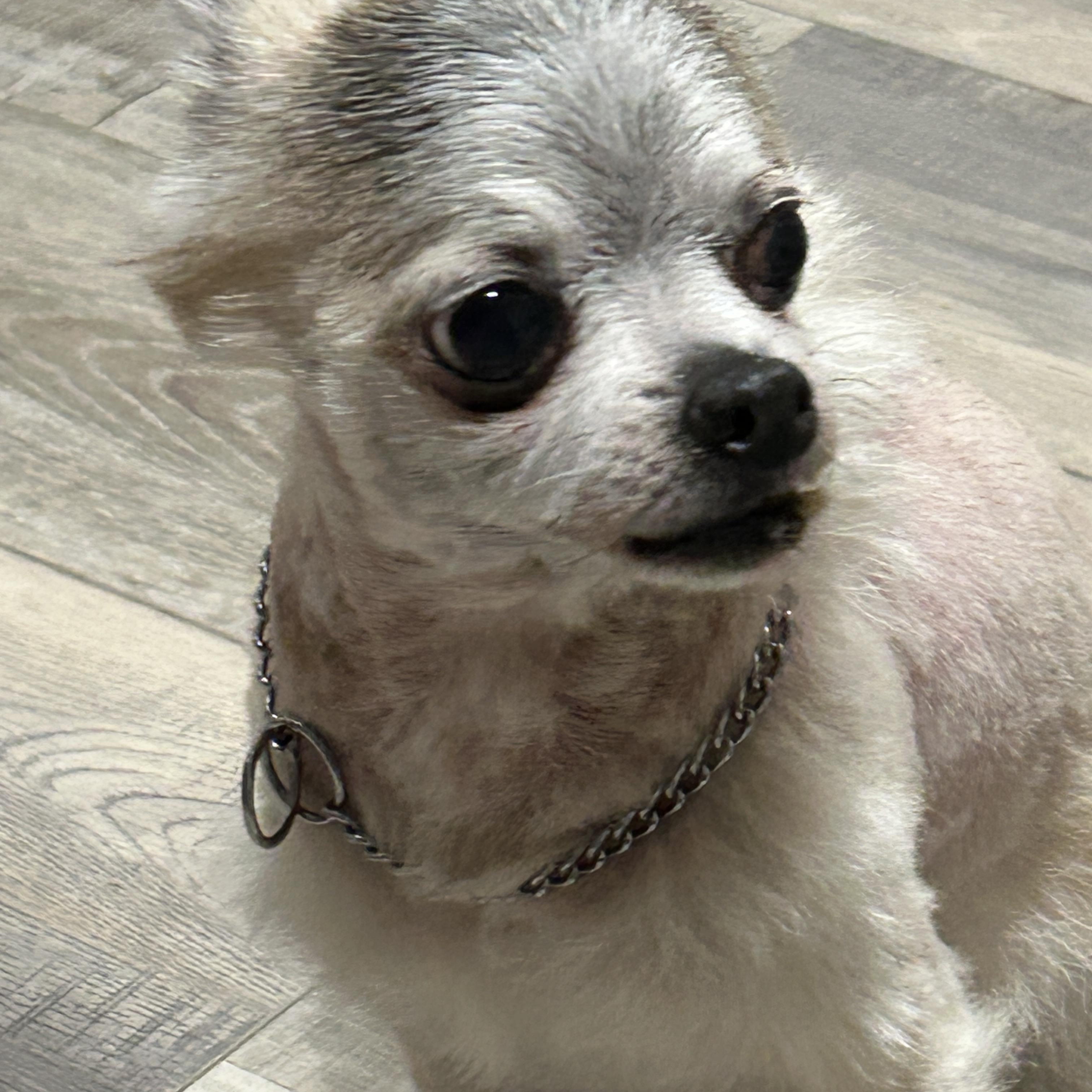 Enlarge Coral, a ADOPTABLE Chihuahua in Sarasota, FL image 2/5