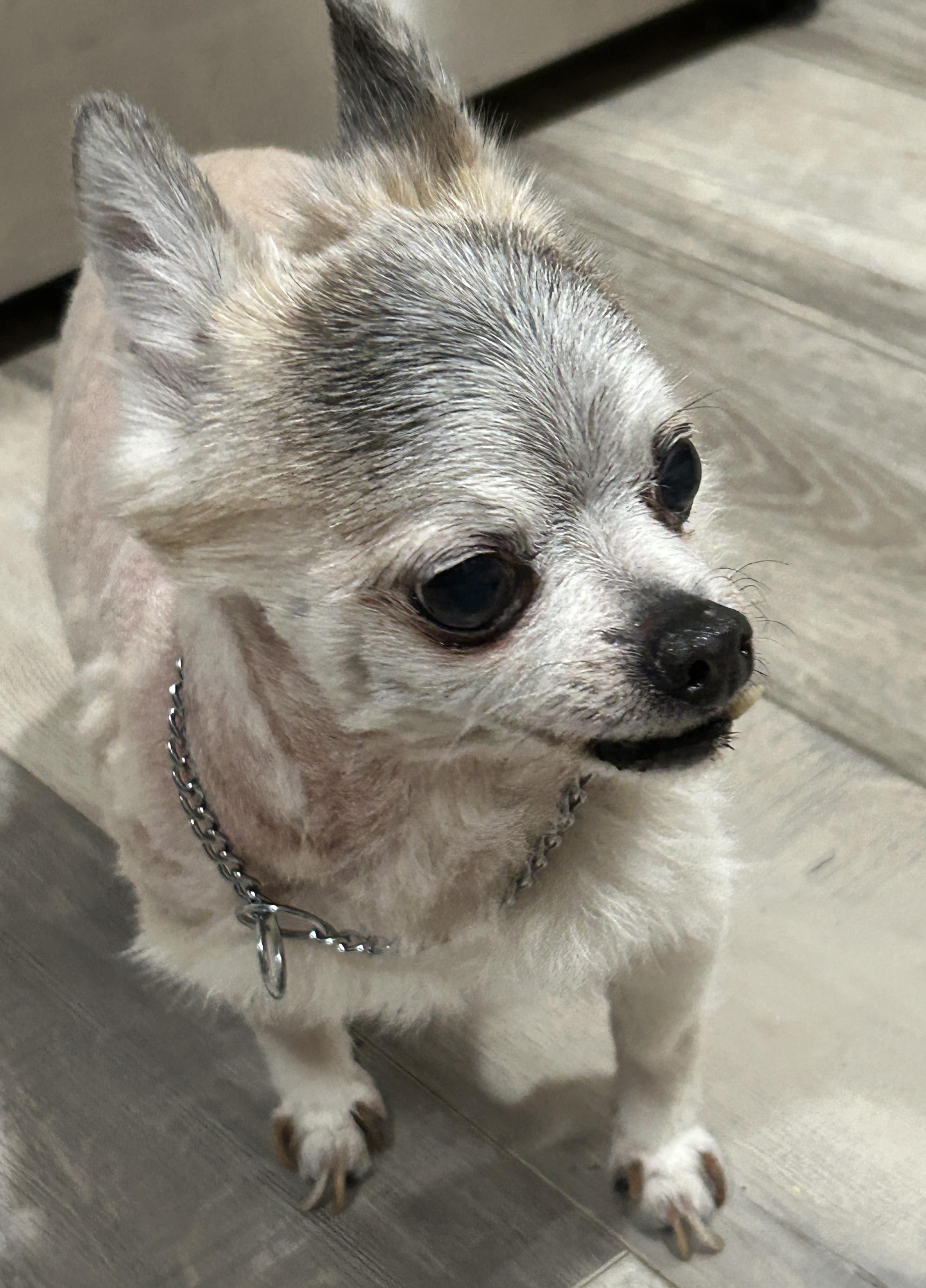Enlarge Coral, a ADOPTABLE Chihuahua in Sarasota, FL image 1/5