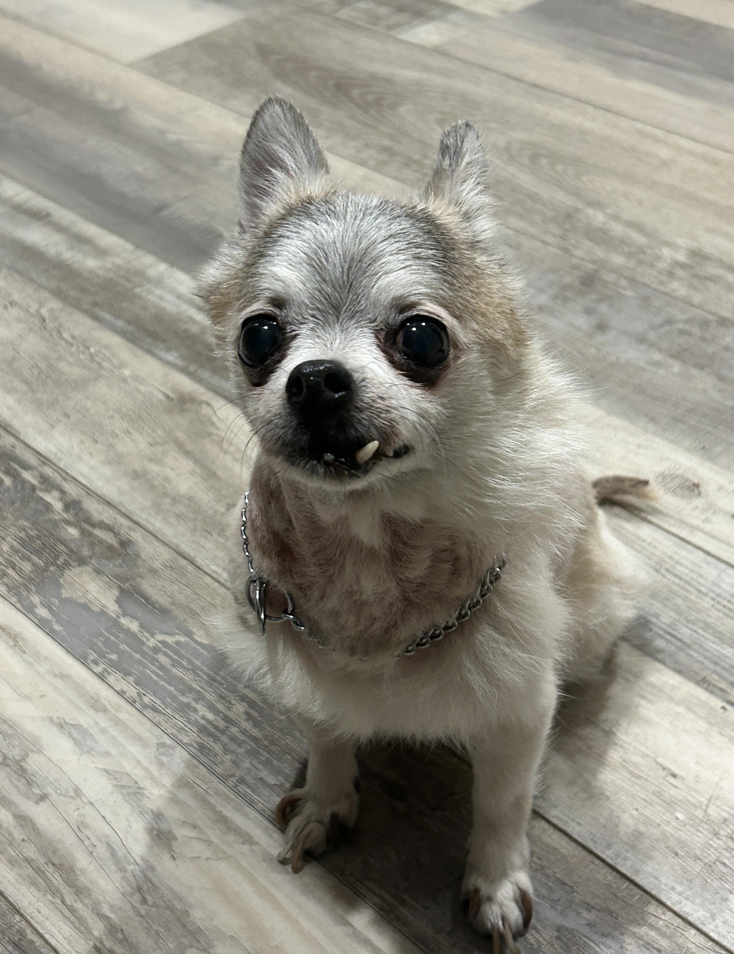 Enlarge Coral, a ADOPTABLE Chihuahua in Sarasota, FL image 5/5