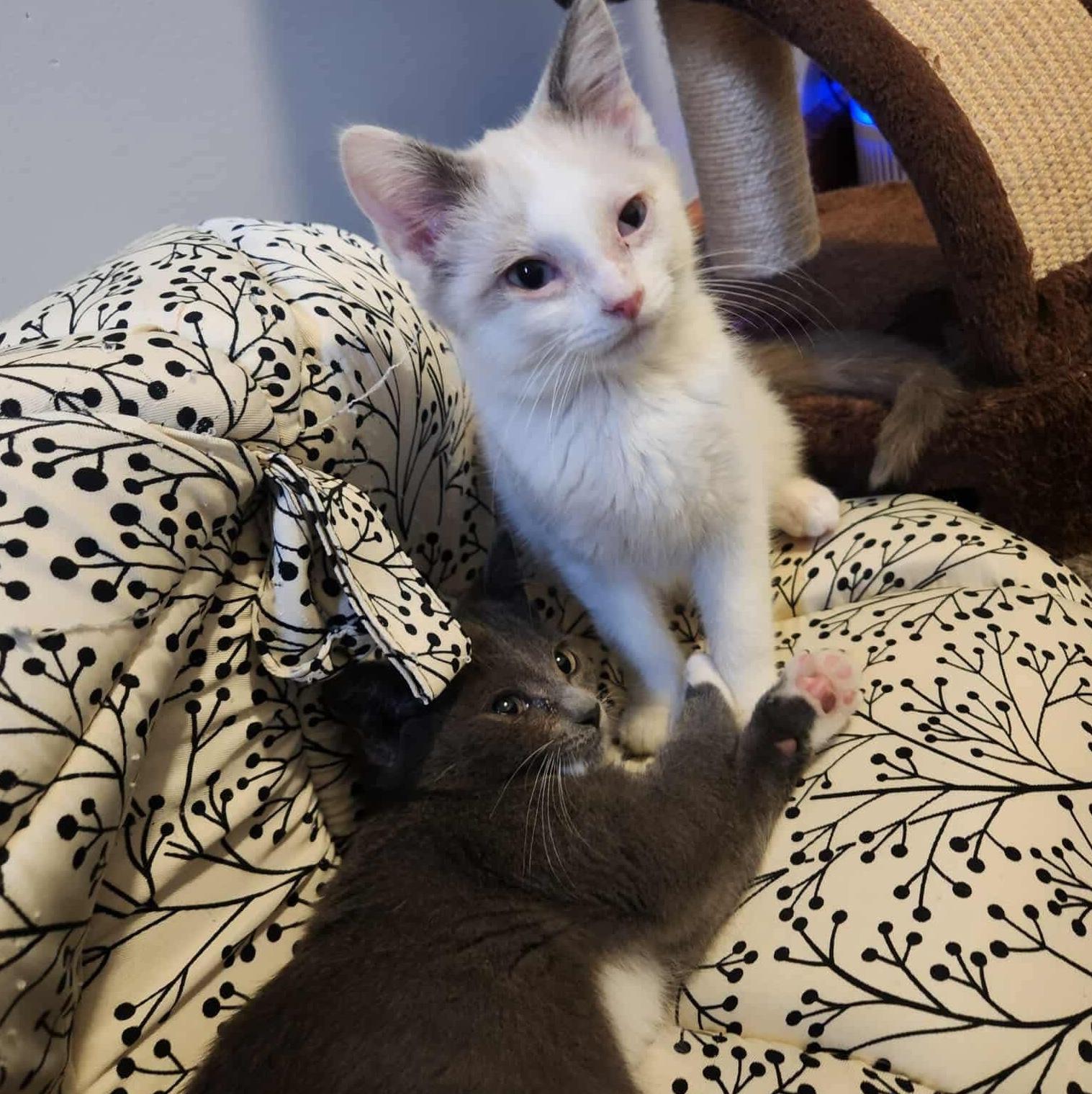 Gar, a Adoptable mixed breed in Chicago, IL image 3/6