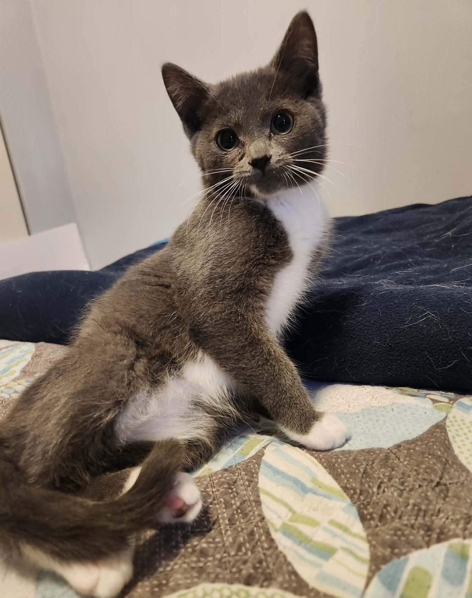 Gar, a Adoptable mixed breed in Chicago, IL image 4/6