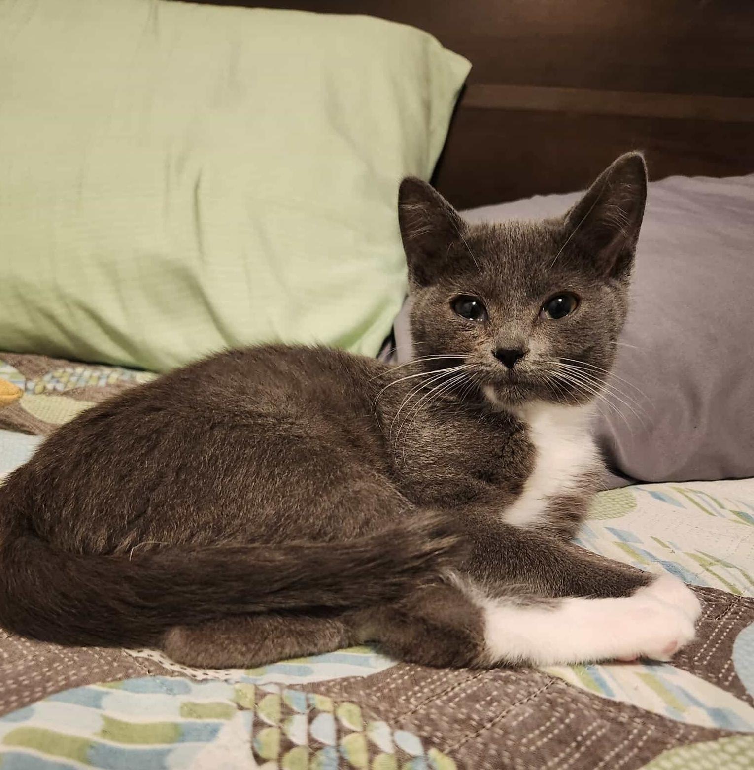 Gar, Adoptable, Kitten Female Domestic Short Hair.