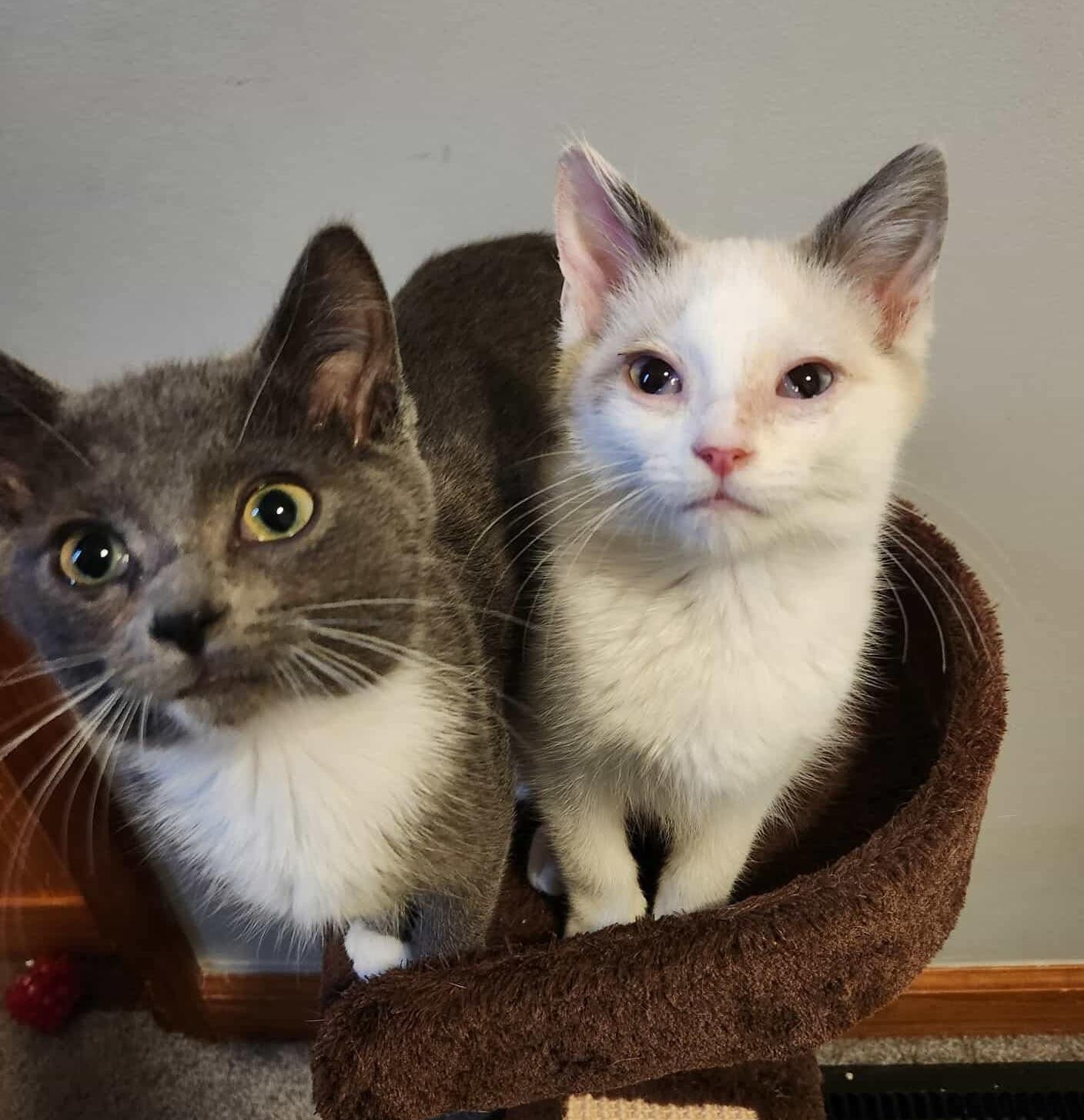 Gar, a Adoptable mixed breed in Chicago, IL image 2/6