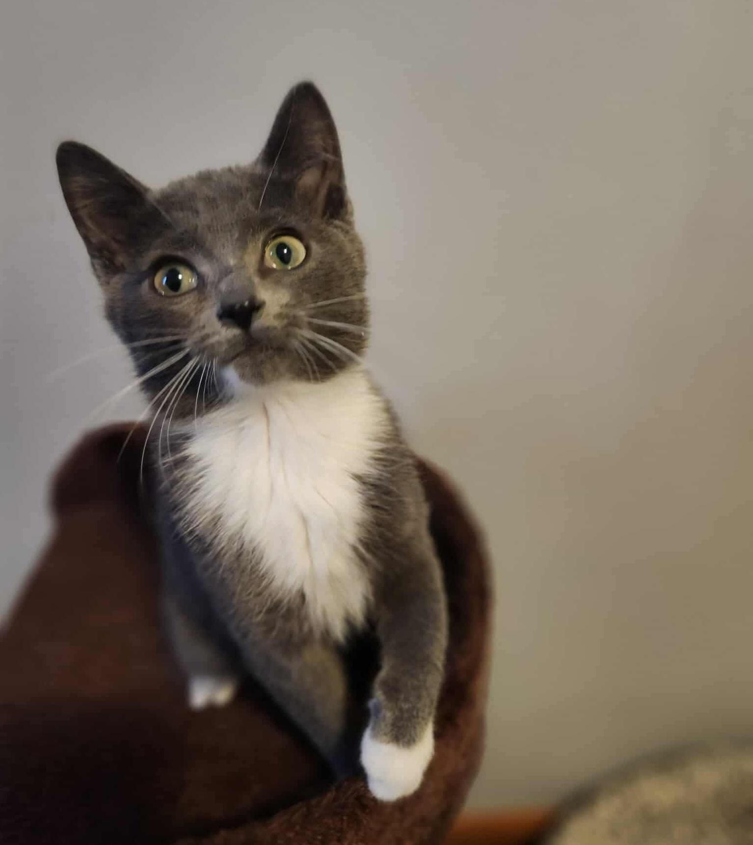 Gar, a Adoptable mixed breed in Chicago, IL image 5/6