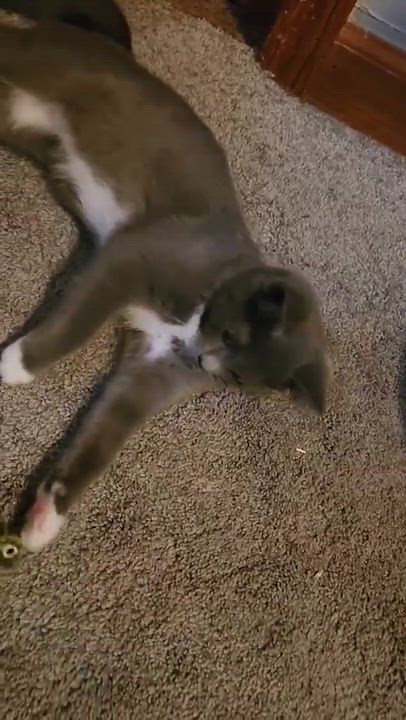 Enlarge Gar, a Adoptable mixed breed in Chicago, IL video 6/6