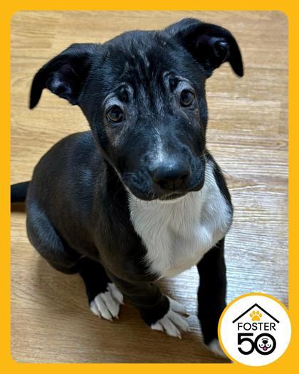 Nikita 52052, ADOPTABLE, Puppy Female Mixed Breed.