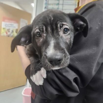 Nikita 52052, a ADOPTABLE Mixed Breed in Oklahoma City, OK image 2/2