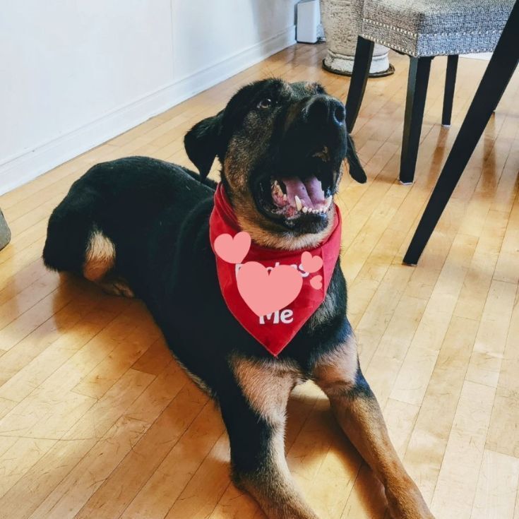 Hunter, Adopted, Young Male German Shepherd Dog & Rottweiler.