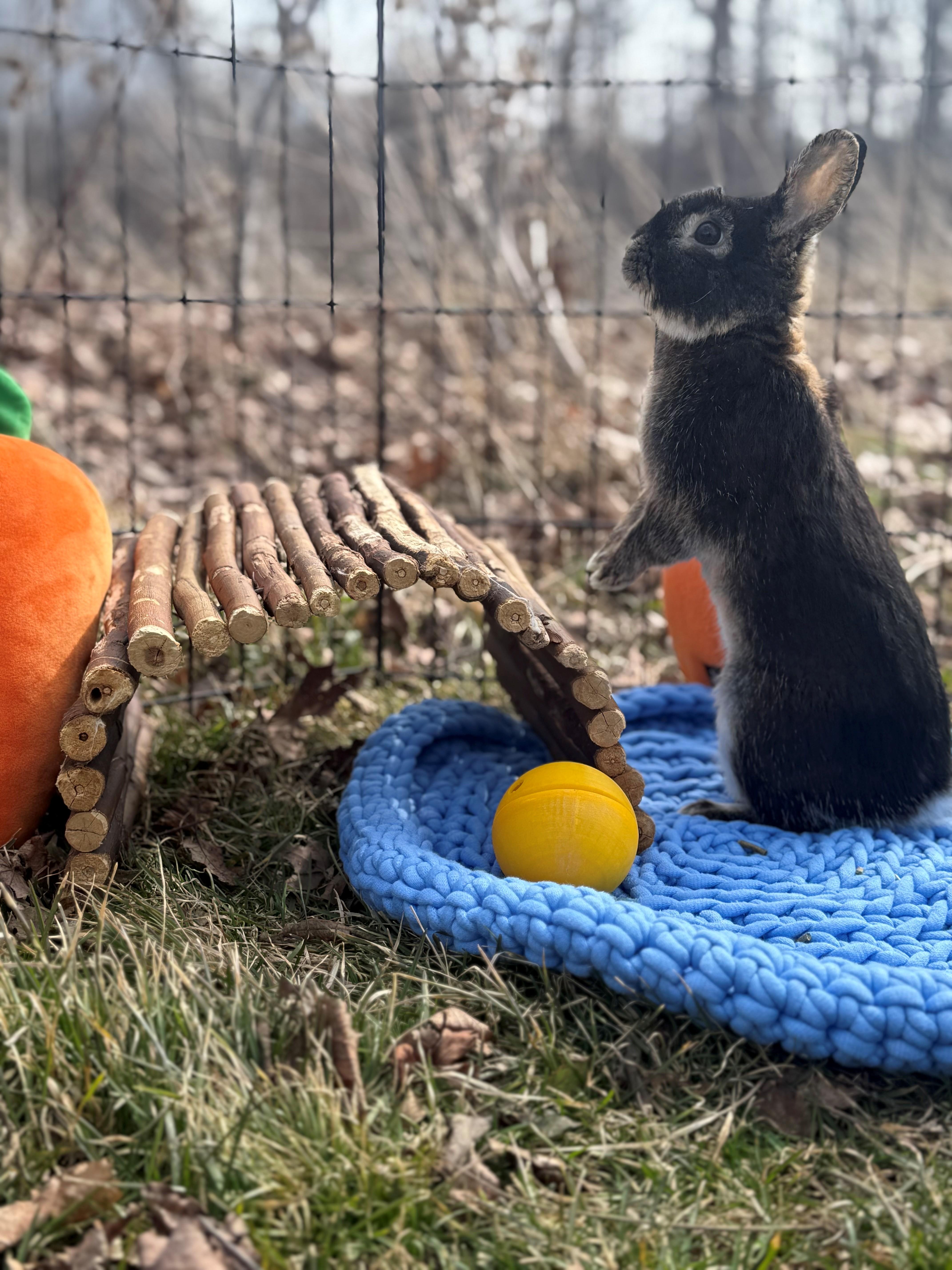 Binky, an adoptable Mini Rex in Hamilton, ON image 2/4