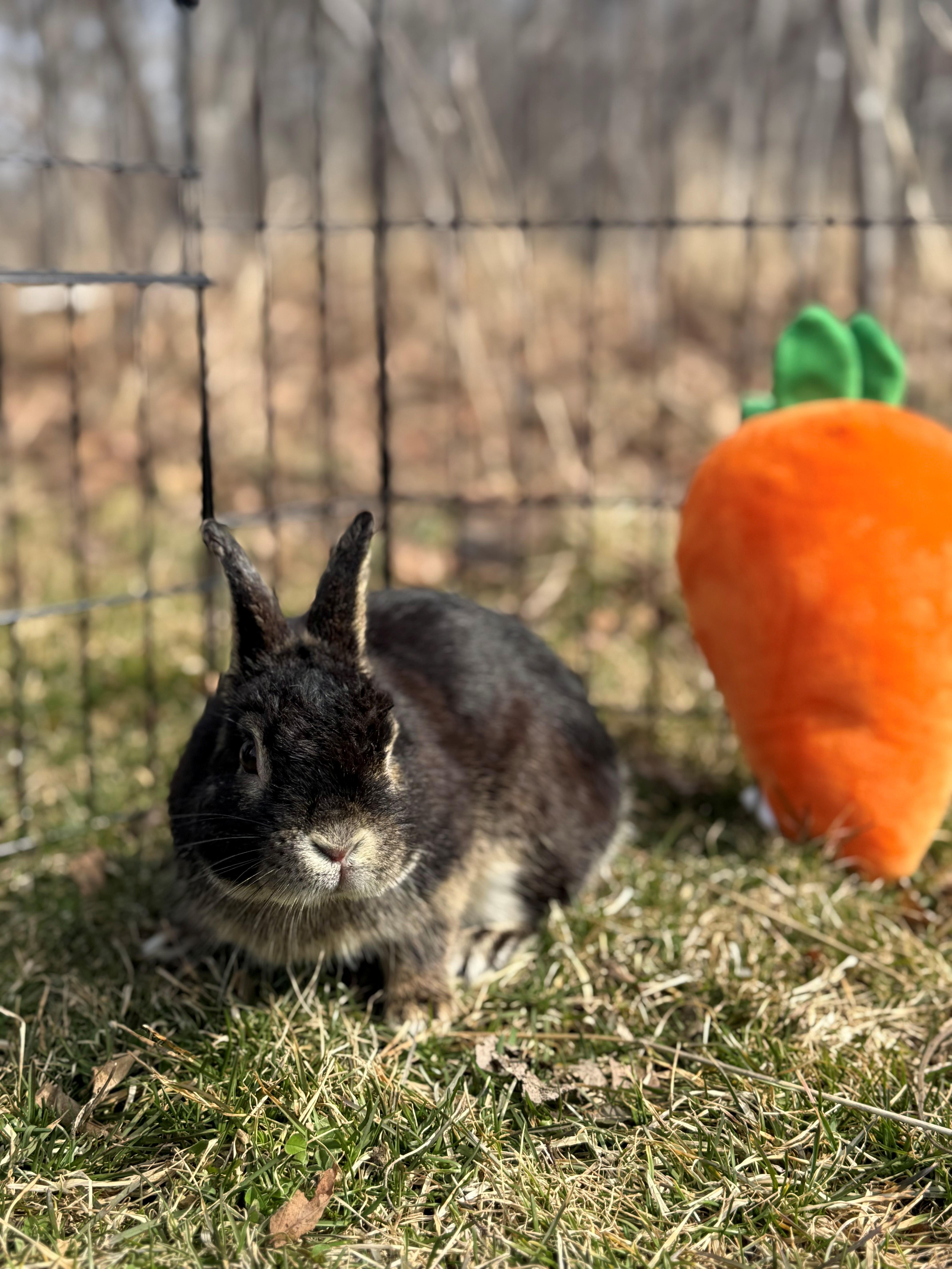 Binky, an adoptable Mini Rex in Hamilton, ON image 4/4