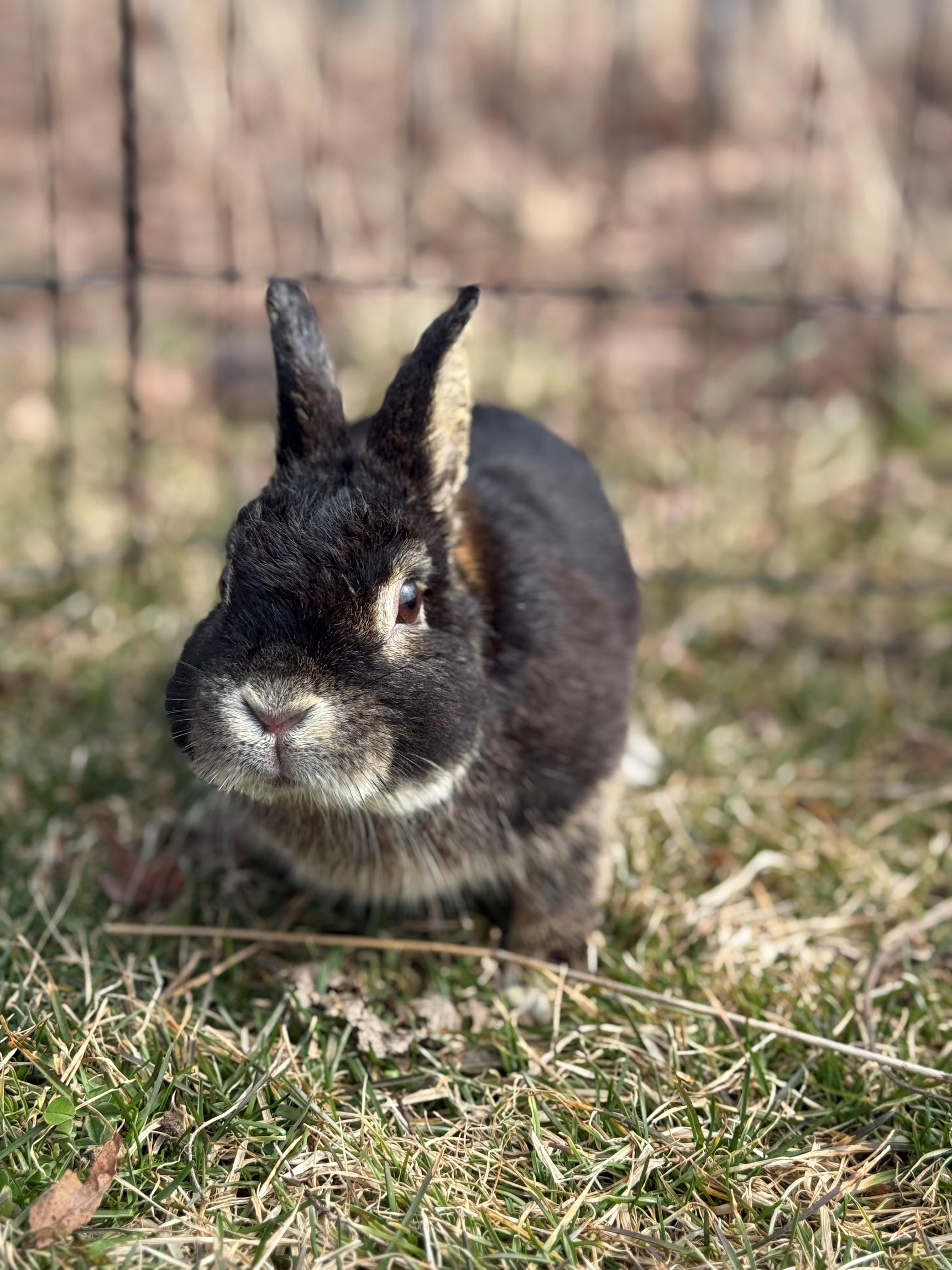 Binky, adoptable, Adult Male Mini Rex.