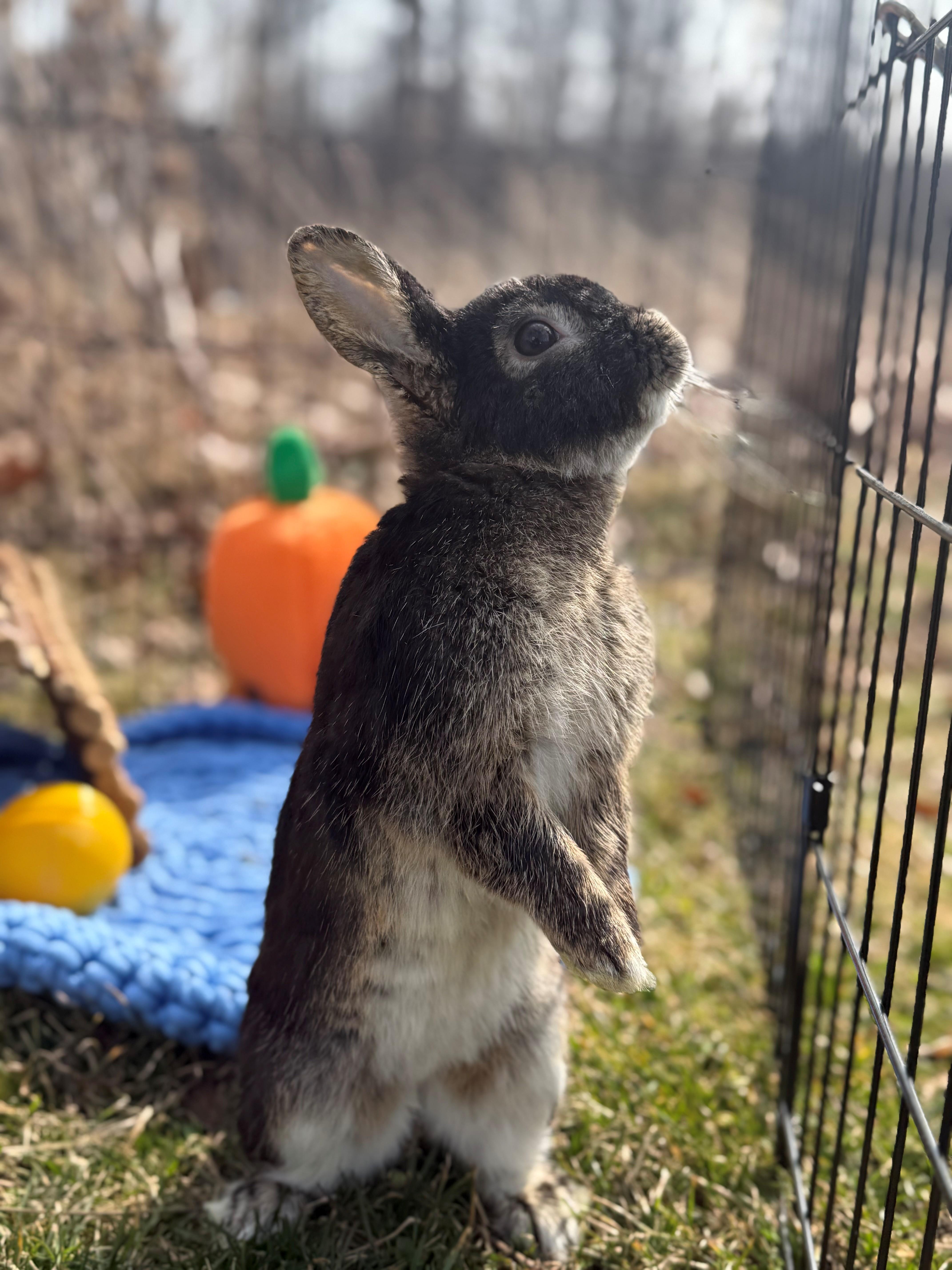 Binky, an adoptable Mini Rex in Hamilton, ON image 3/4