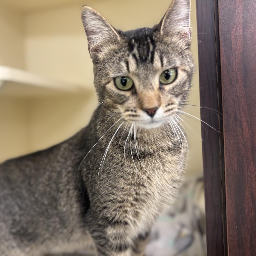 Leroy, Adoptable, Young Male Domestic Short Hair.