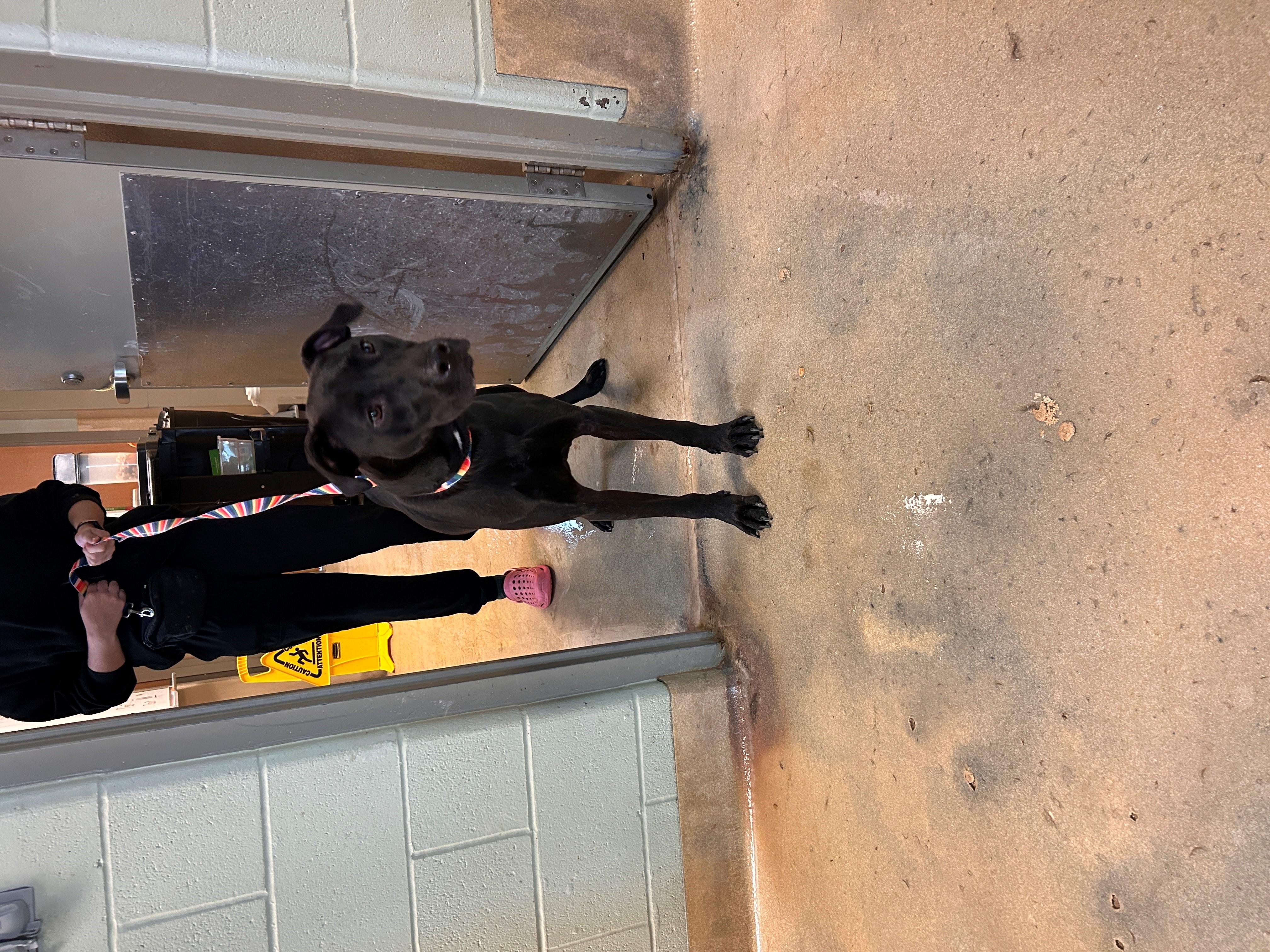 Enlarge 25-0572 "Peter", a Adoptable mixed breed in Leavenworth, KS image 1/1