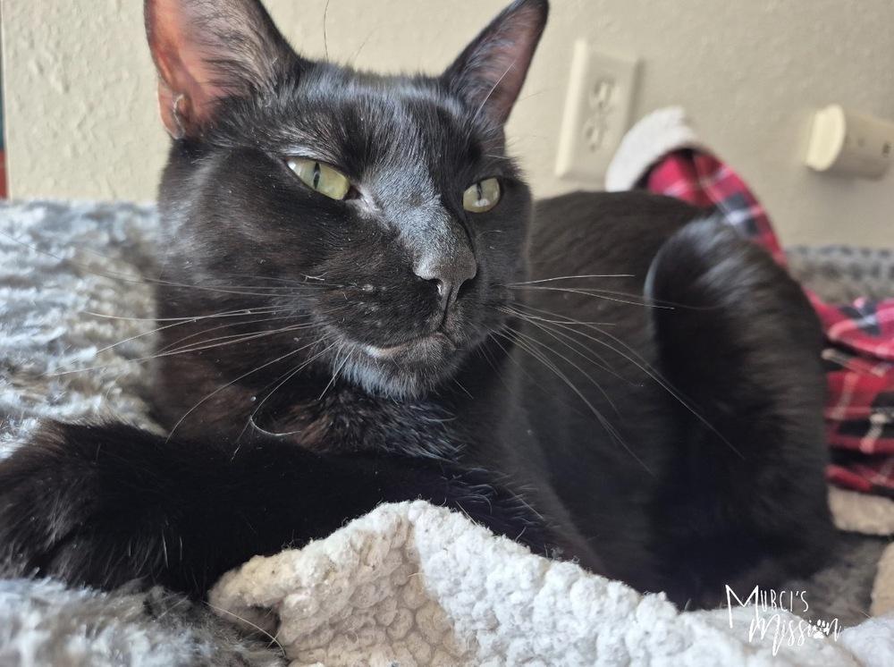 MacGyver, Adoptable, Adult Male Domestic Short Hair.