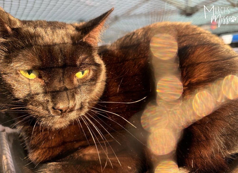 MacGyver, a Adoptable mixed breed in Spokane , WA image 2/3