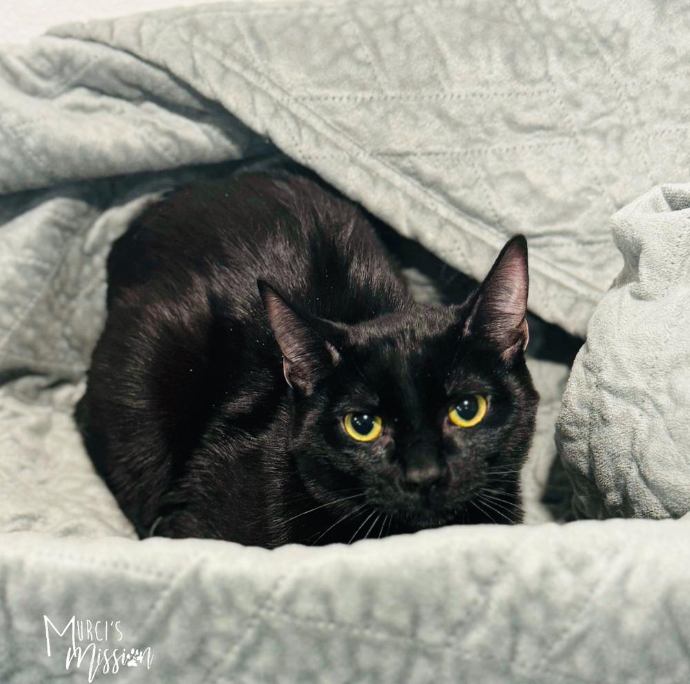 MacGyver, a Adoptable mixed breed in Spokane , WA image 3/3