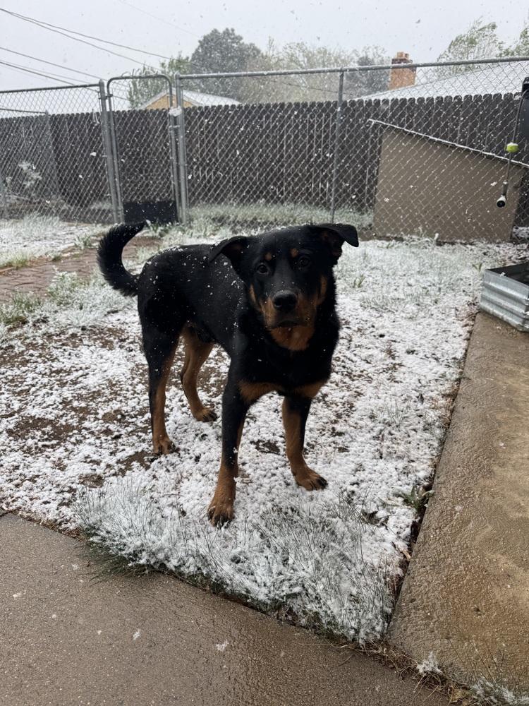 Enlarge Brutus, a Adoptable mixed breed in Denver, CO image 1/6