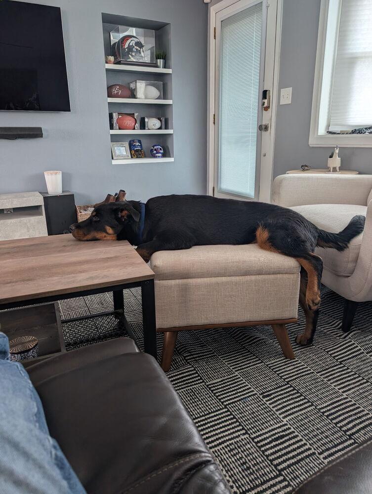 Enlarge Brutus, a Adoptable mixed breed in Denver, CO image 2/6