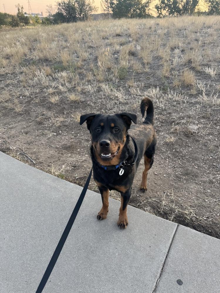 Brutus, Adoptable, Adult Male Rottweiler.