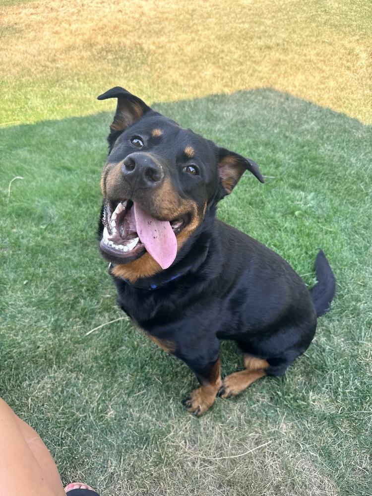 Enlarge Brutus, a Adoptable mixed breed in Denver, CO image 2/6