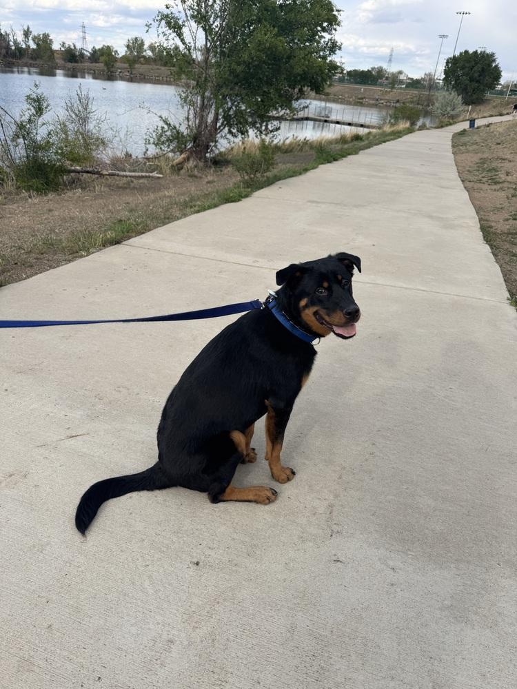 Enlarge Brutus, a Adoptable mixed breed in Denver, CO image 2/6