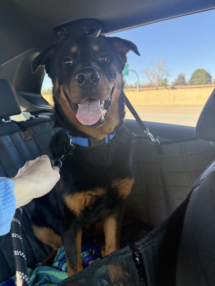 Enlarge Brutus, a Adoptable mixed breed in Denver, CO image 1/6