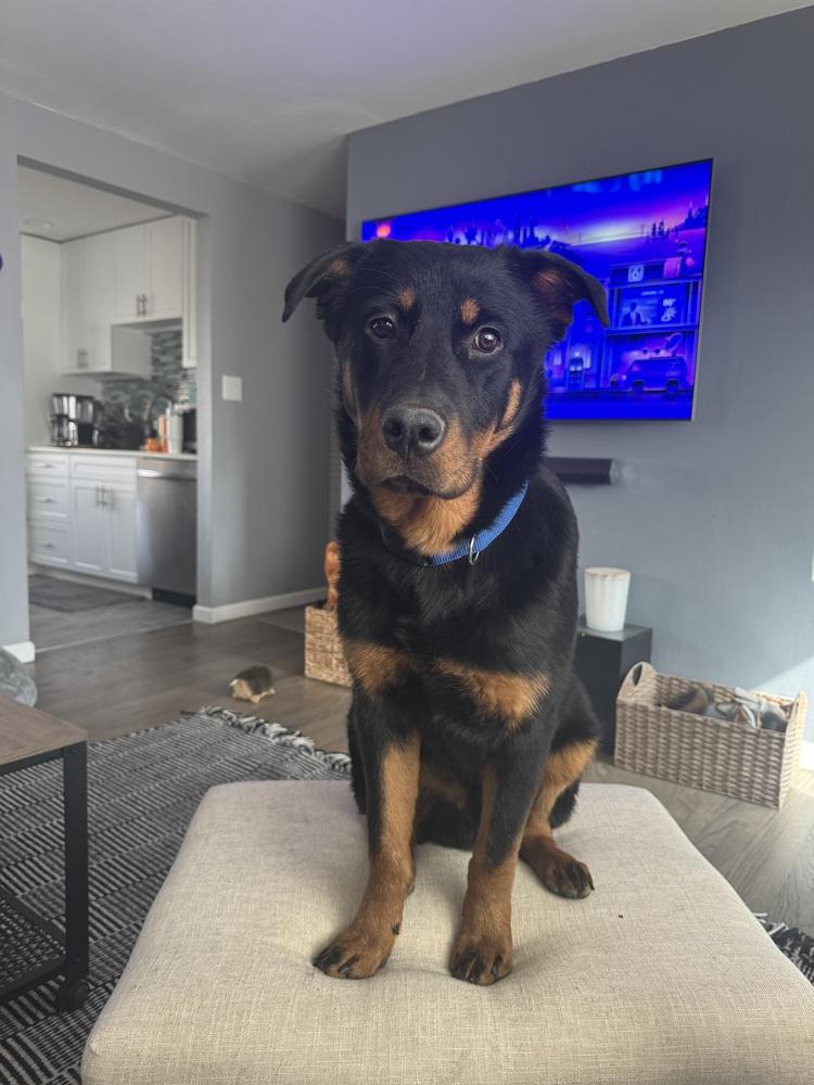 Brutus, Adoptable, Adult Male Rottweiler.