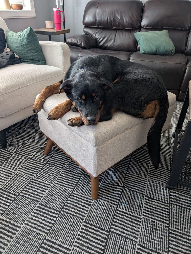 Enlarge Brutus, a Adoptable mixed breed in Denver, CO image 4/6