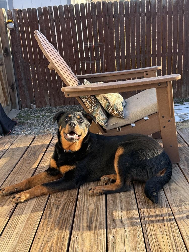 Enlarge Brutus, a Adoptable mixed breed in Denver, CO image 2/6