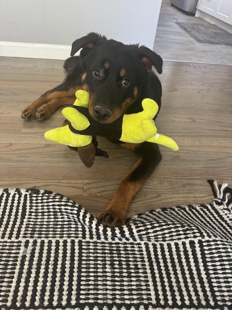 Enlarge Brutus, a Adoptable mixed breed in Denver, CO image 3/6